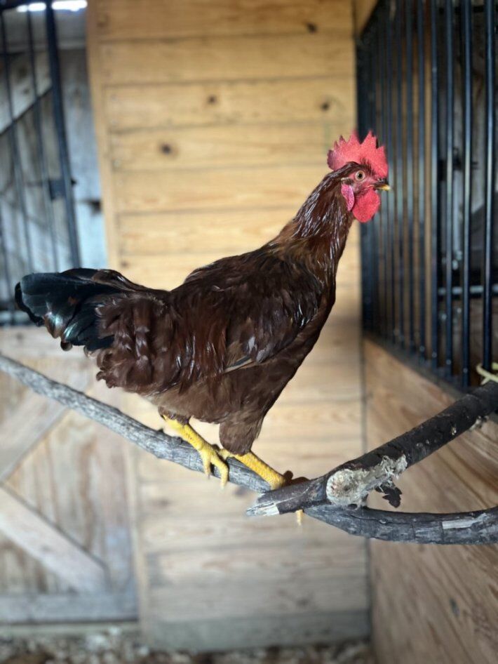 Christopher Clucken.jpg